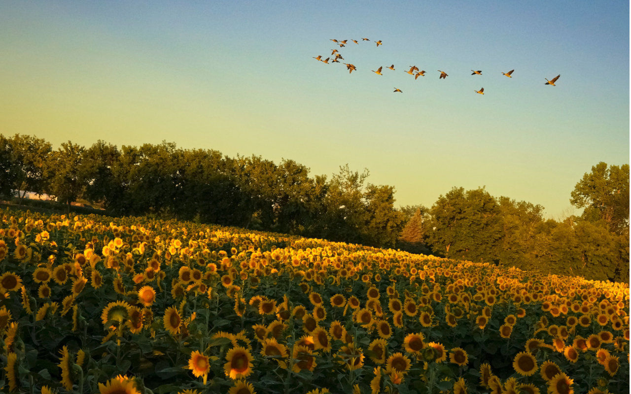 a sunflower field at Ferme Marineau