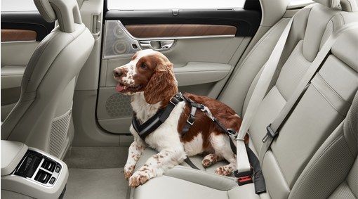 A dog travels in a Volvo car with a Volvo dog harness to keep it safe.