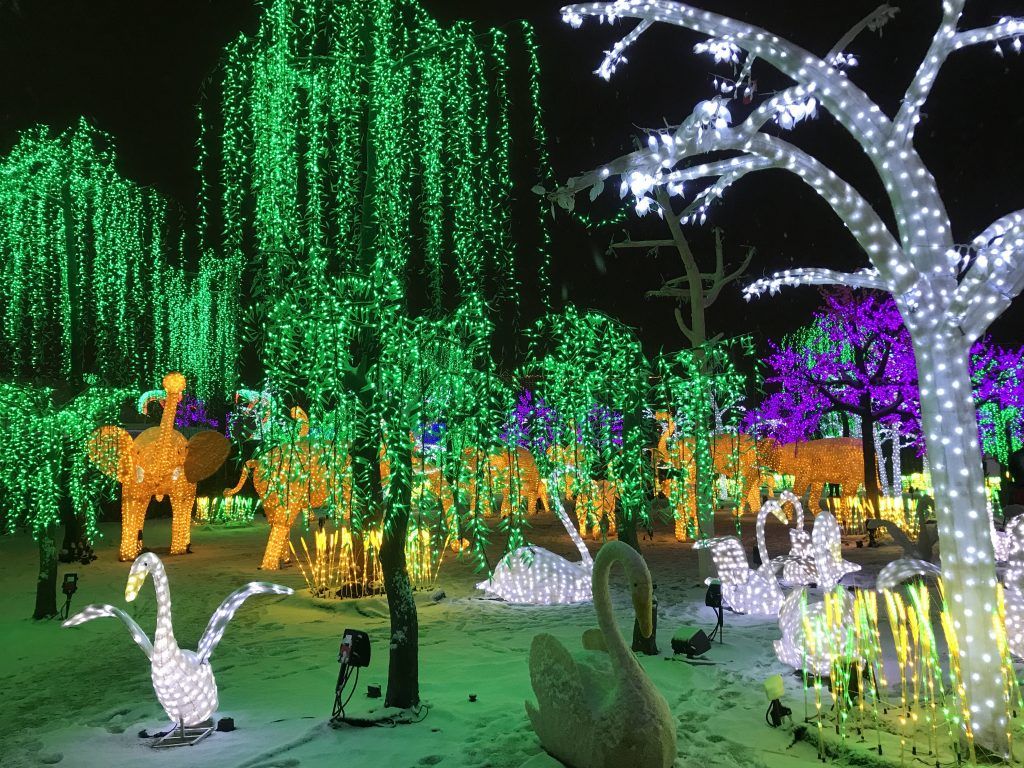 illuminated trees and animal-shaped lanterns at Illumi