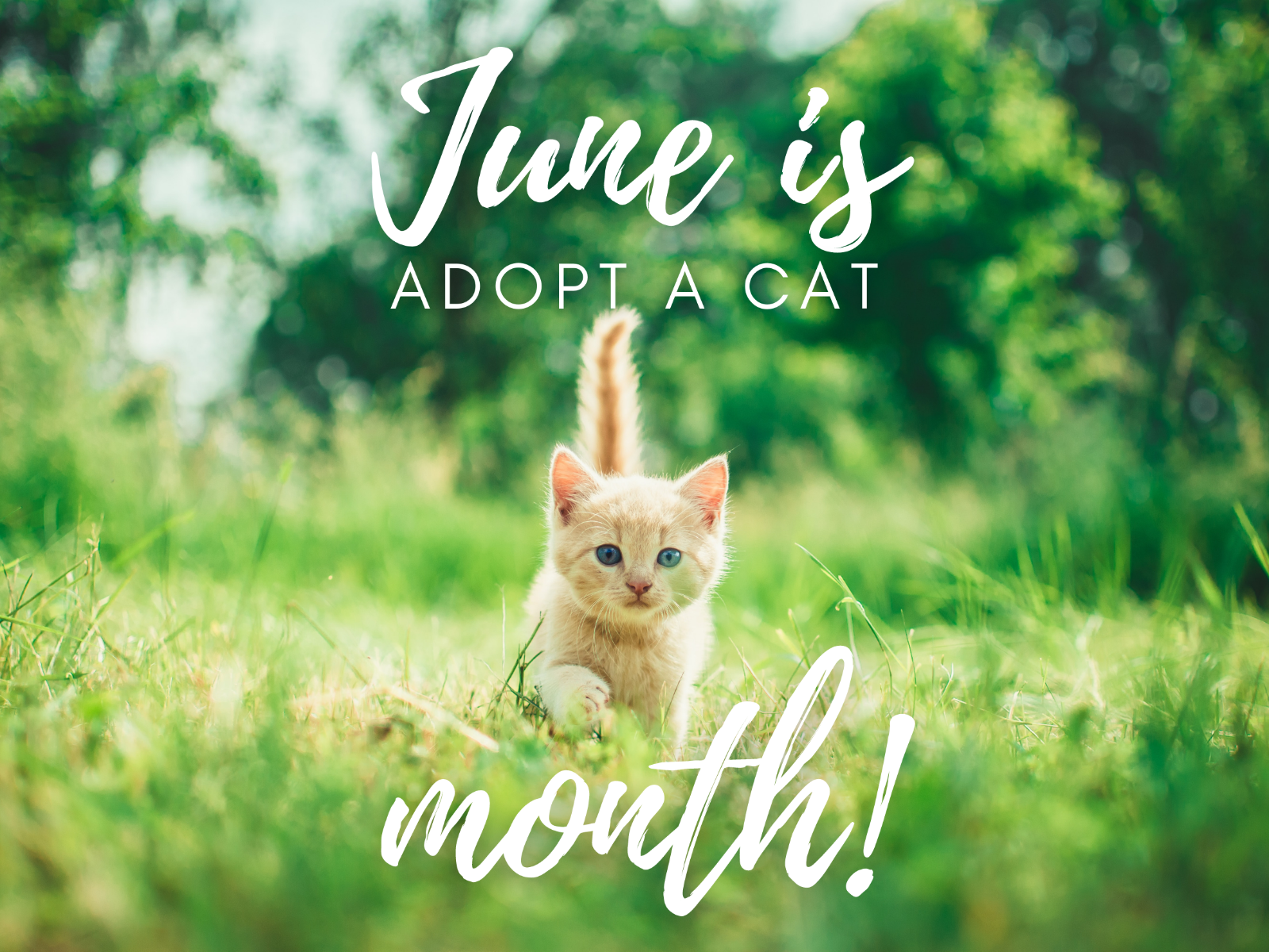 June is Adopt A Cat Month & We're Not Kitten Around!