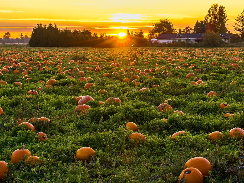 Family Fun Festivities In Vancouver During Harvest Season