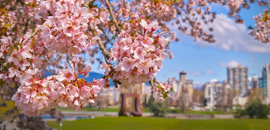 In Bloom: Vancouver’s Cherry Blossoms