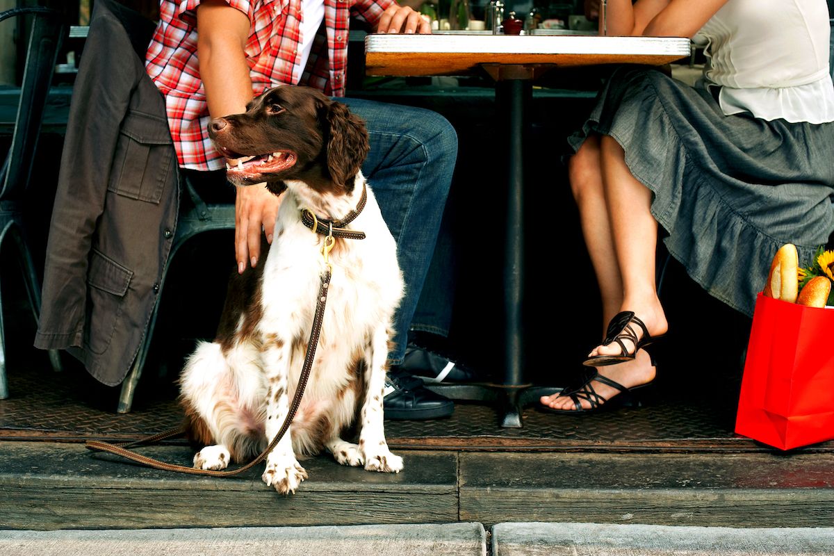 The Best DogFriendly Patios in Vancouver
