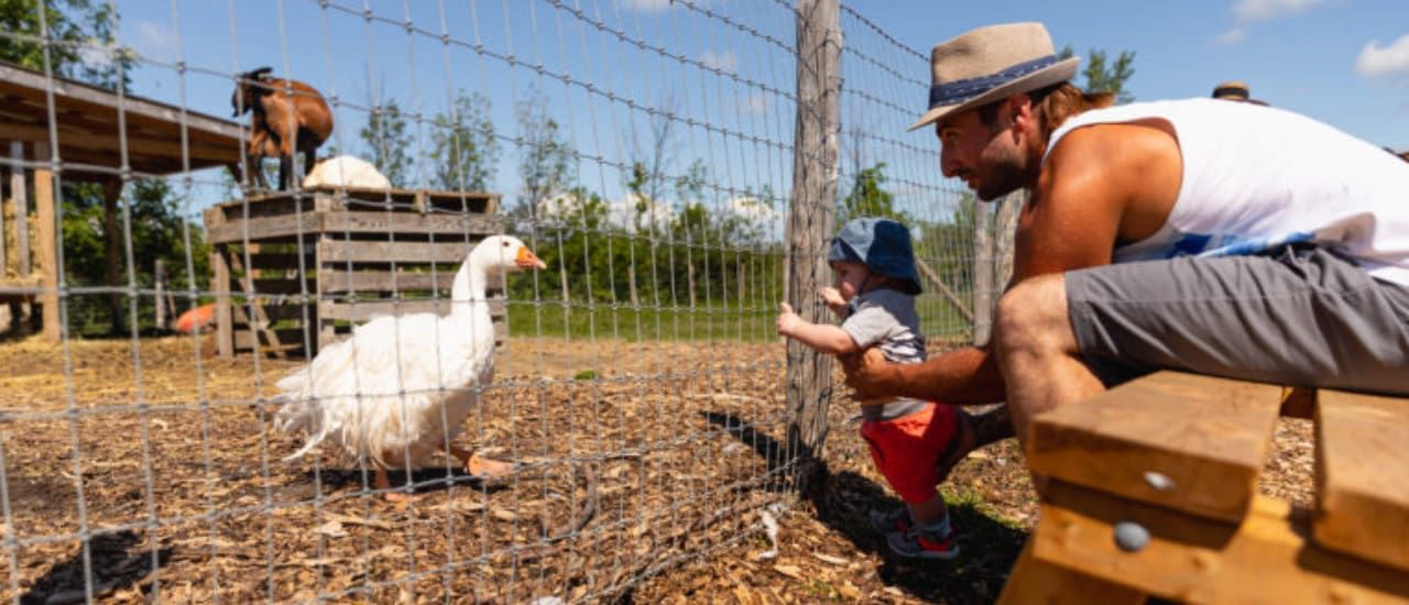 father and his child in front of a duck enclosure