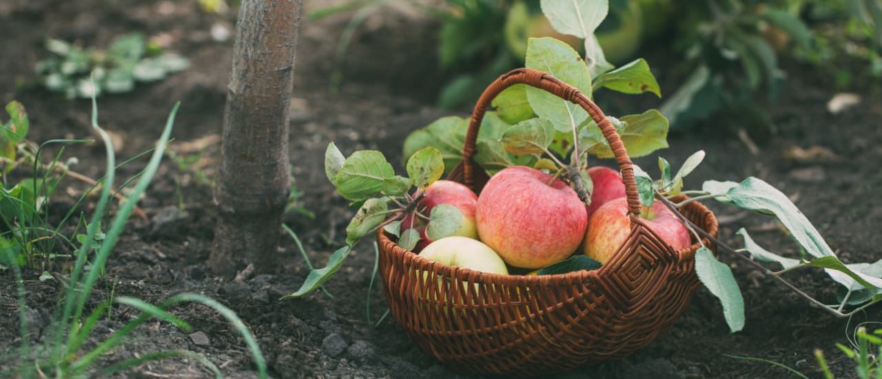 wicker basket filled with apples on the ground next to a young apple tree