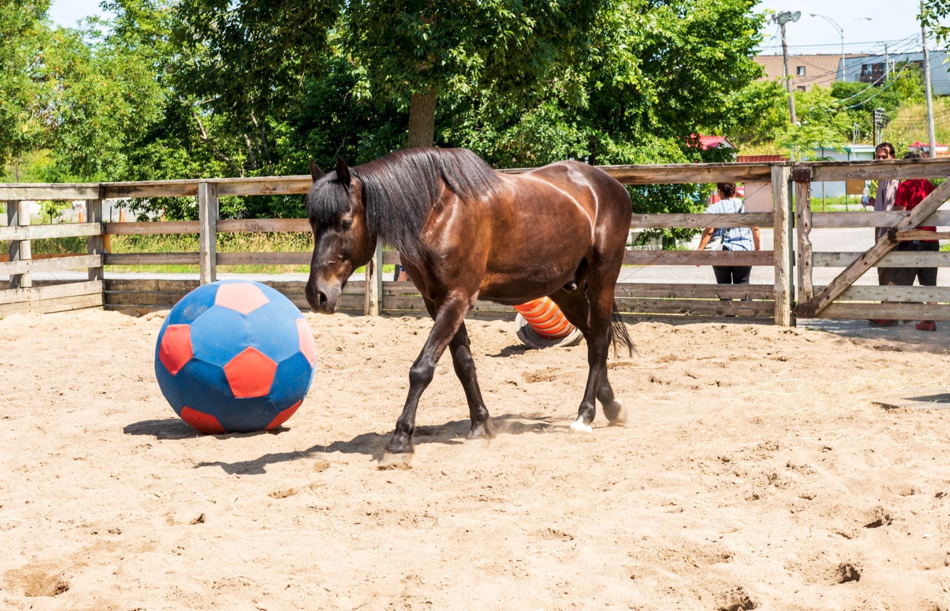 Un cheval qui joue au soccer au Centre de la Nature.