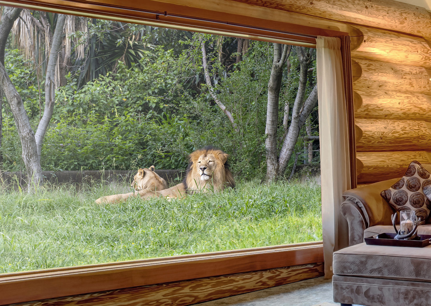 Un lion et un lionne du parc Familizoo de Saint-Calixte.