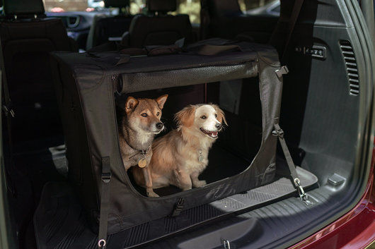 Est-ce légal d’avoir un chien dans l’auto? Plus d’autres questions fréquemment posées