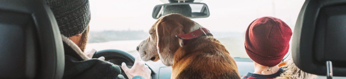 What Makes Honda Vehicles Dog-Friendly?