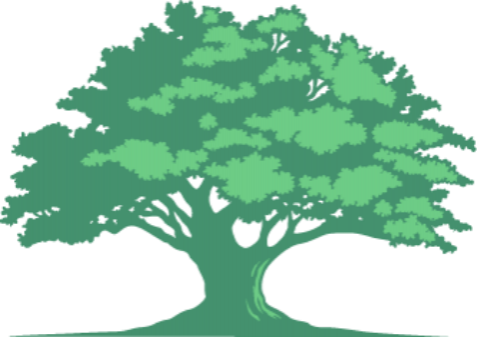 Un chêne vert stylisé avec une large ramure feuillue et un tronc épais, isolé sur un fond blanc.