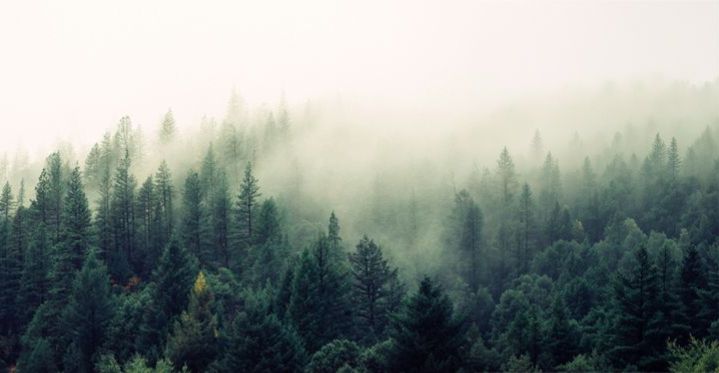 Plant a Tree