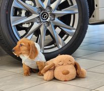 Mylo -