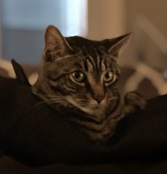 Cosmo (Aussy)