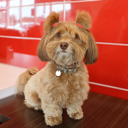Lola