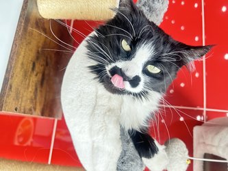 Ellie The Cat