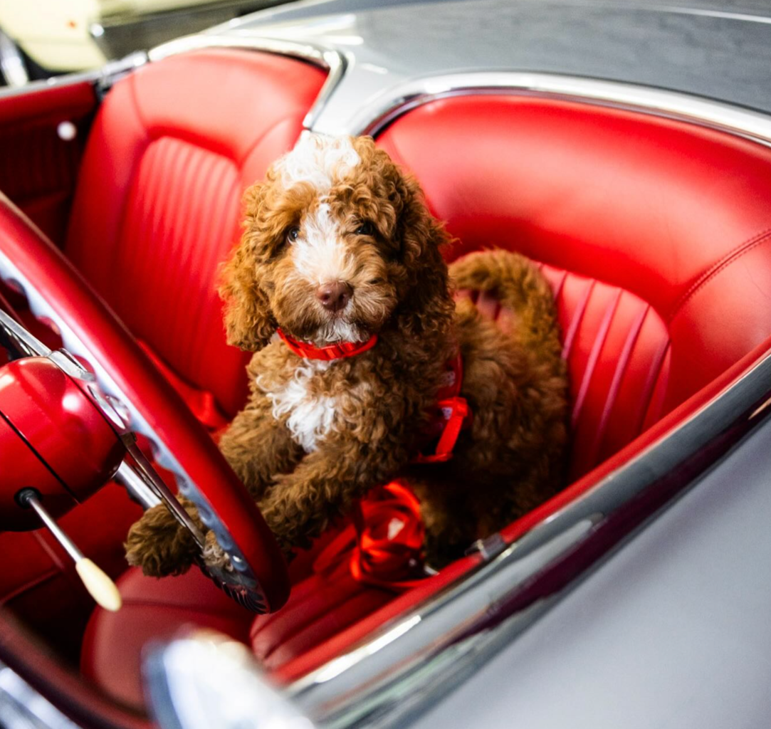 Strategies for Saving on Pre-Owned Auto Financing