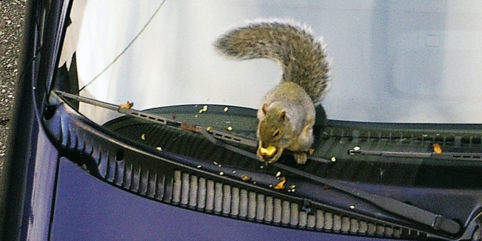 Is critter-proofing your vehicle worth it?