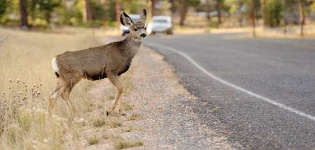 Wildlife & Collision Claims