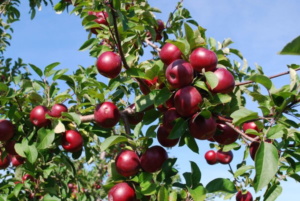 Île-Perrot or Apple Island