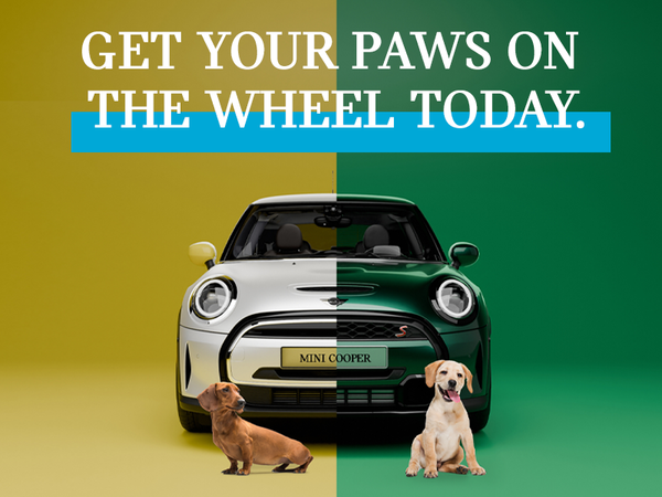 Get Your Paws On The Wheel Today