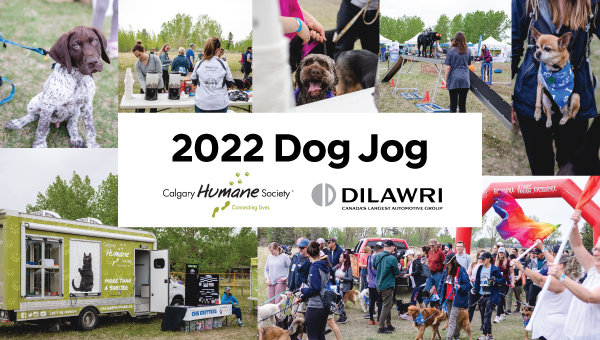 Supporting Calgary Humane Society: Dog Jog 2022