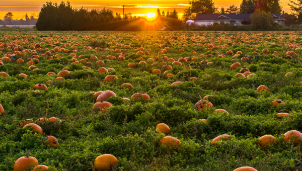 Family Fun Festivities In Vancouver During Harvest Season
