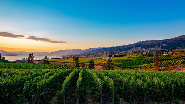 Your Guide to the Okanagan’s Best Wine Clubs