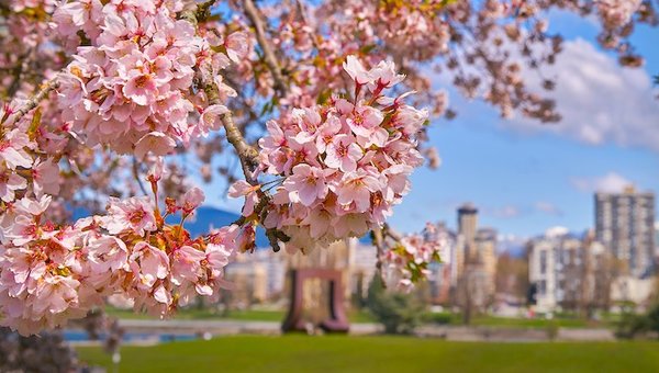 In Bloom: Vancouver’s Cherry Blossoms