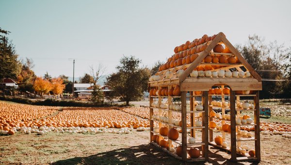 5 Pumpkin Patches to Explore This Fall