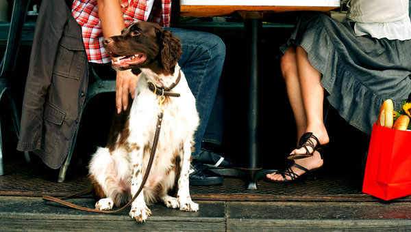 The Best Dog-Friendly Patios in Vancouver
