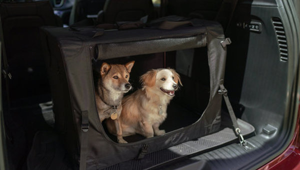 Est-ce légal d’avoir un chien dans l’auto? Plus d’autres questions fréquemment posées