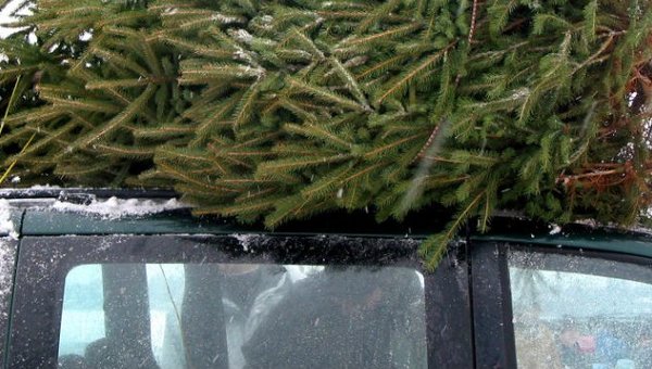 Tips on How to Bring That Christmas Tree Home