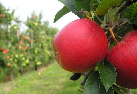Take a car ride along the Quebec apple route. Get to know it.