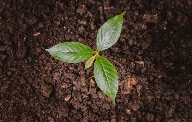 Subaru Canada's Green Initiative Helps Plant 5,000 Trees Across Canada