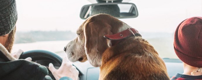 What Makes Honda Vehicles Dog Friendly Orangeville Honda in