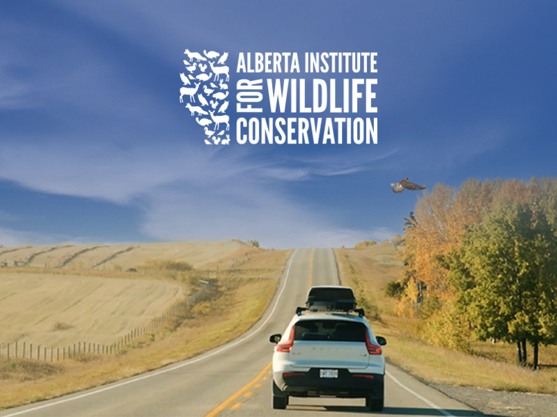 Help Us Protect Alberta’s Wildlife