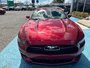 2015 Ford Mustang EcoBoost Premium 50th  anniversary edition This 50th anniversary edition convertible is in mint condition