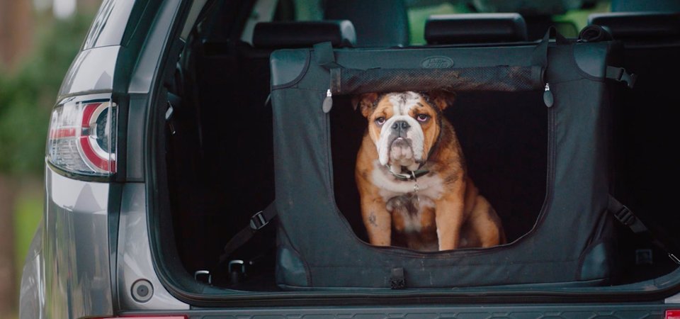 Land Rover lance une gamme d’accessoires pour les animaux